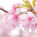 【体験】神様の愛と恵みに満たされたお花見【証】VOL.36